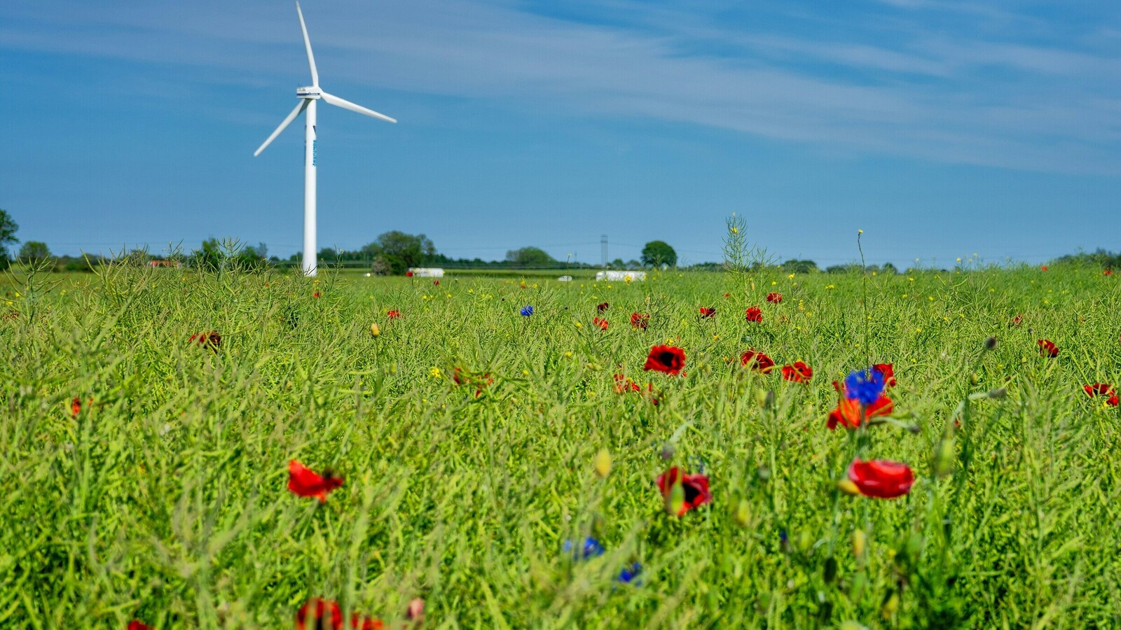 Een windturbine in een weiland
