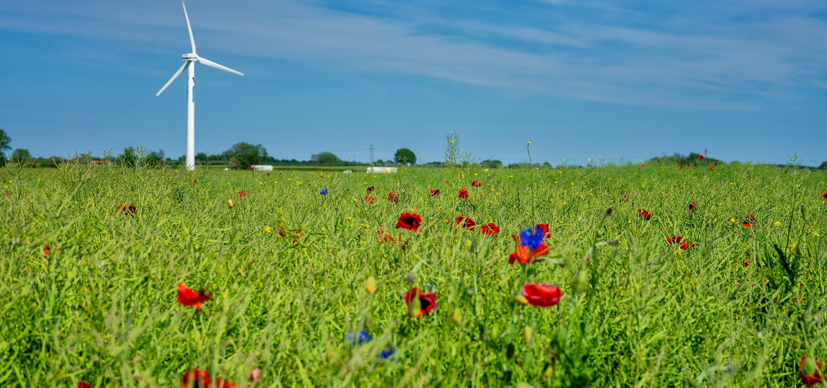 Een windturbine in een weiland